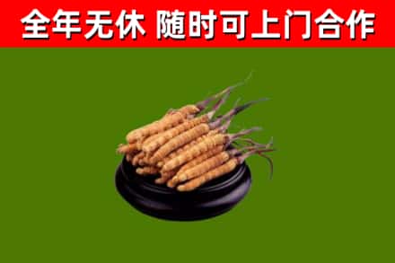 大箐山县回收冬虫夏草